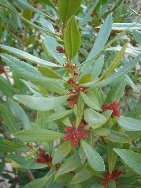 Myrica californica